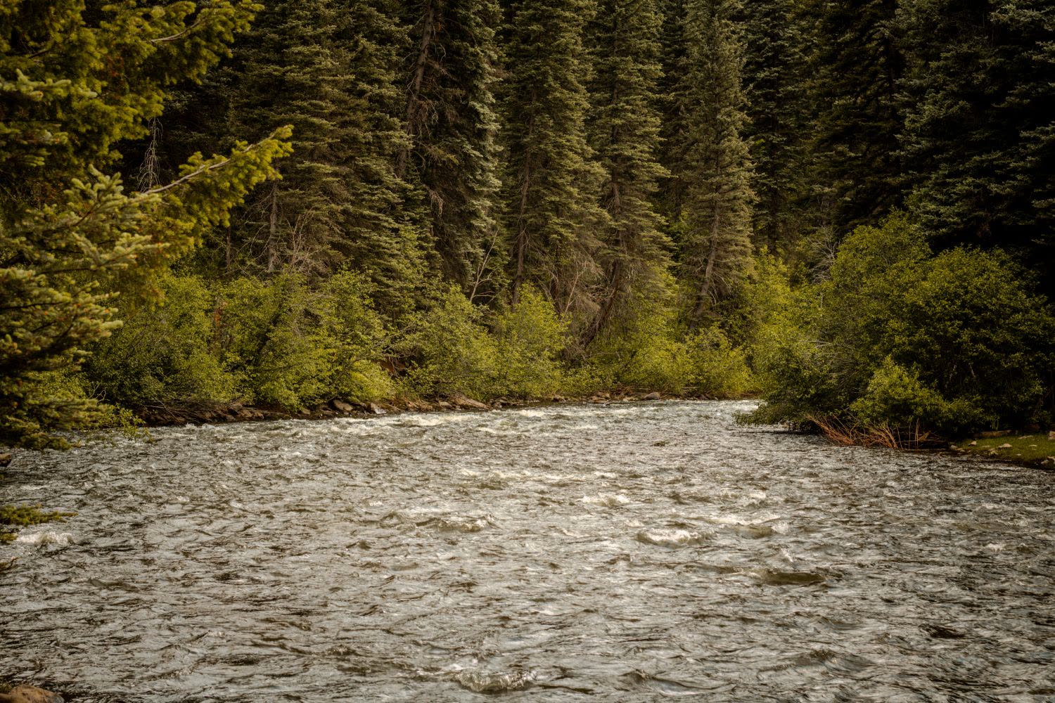 The Dolores River running past spruce and willows