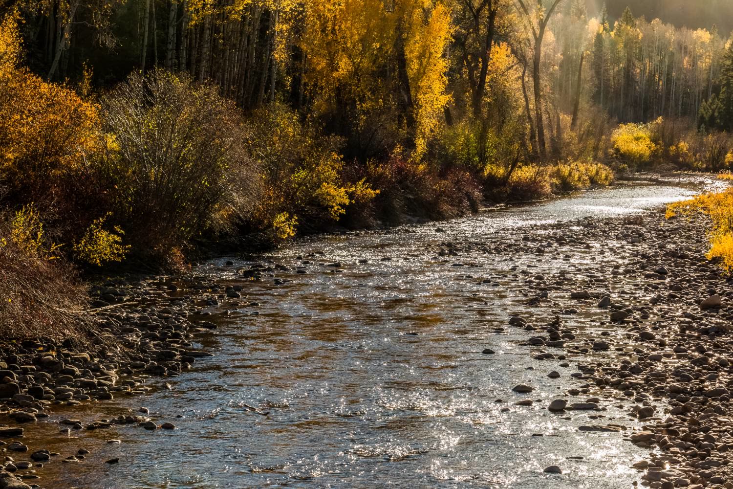 The river running bright past golden aspens and cottonwoods